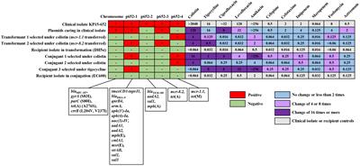 Emergence of high-level colistin resistance mediated by multiple determinants, including mcr-1.1, mcr-8.2 and crrB mutations, combined with tigecycline resistance in an ST656 Klebsiella pneumoniae